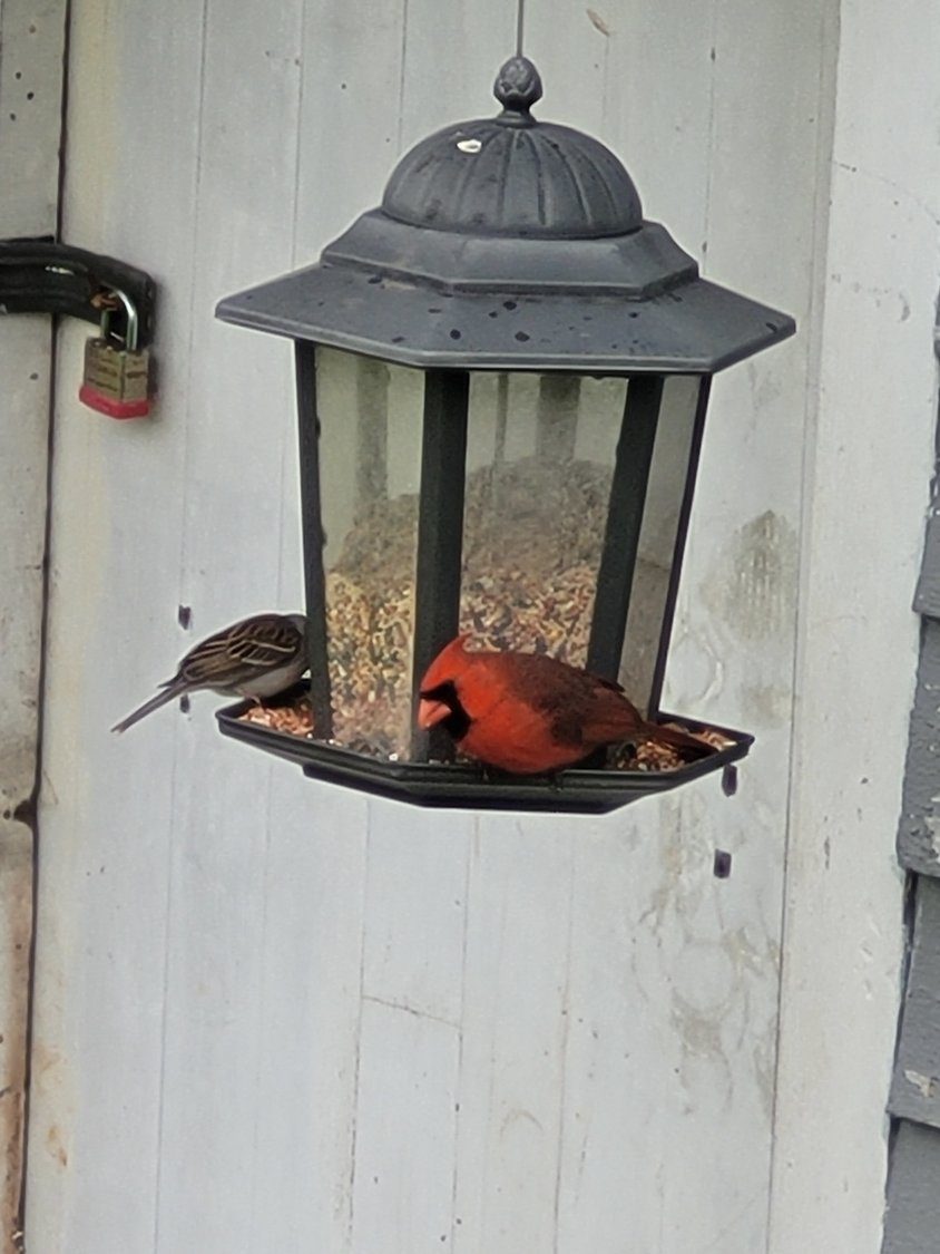 These cardinals eat well at the Hill household.